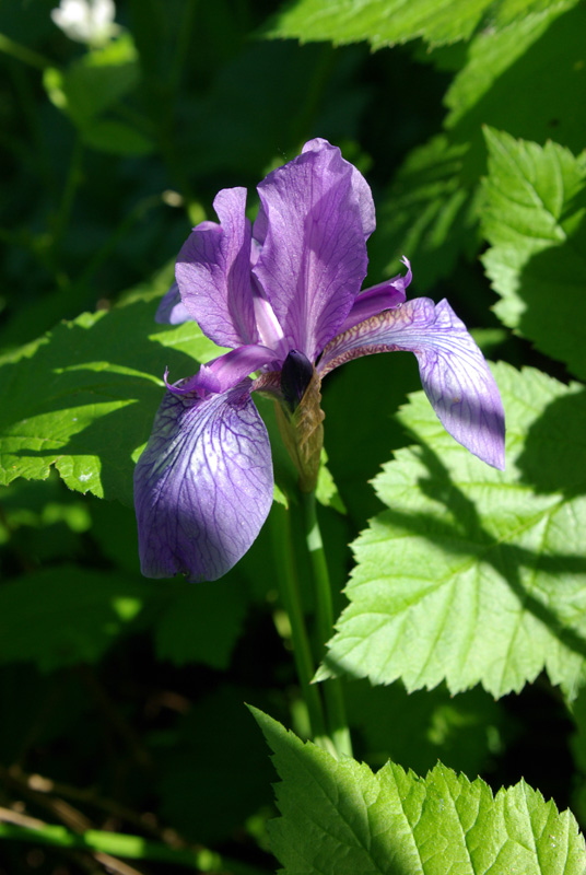 Image of Iris sibirica specimen.