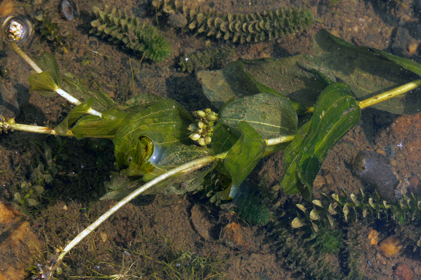 Изображение особи Potamogeton perfoliatus.