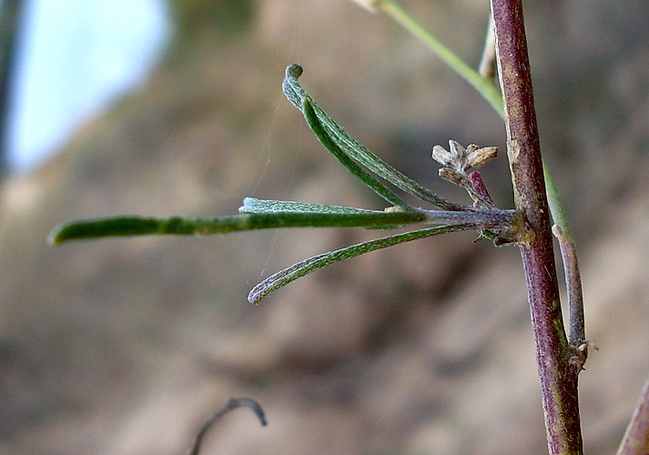 Image of Syrenia cana specimen.