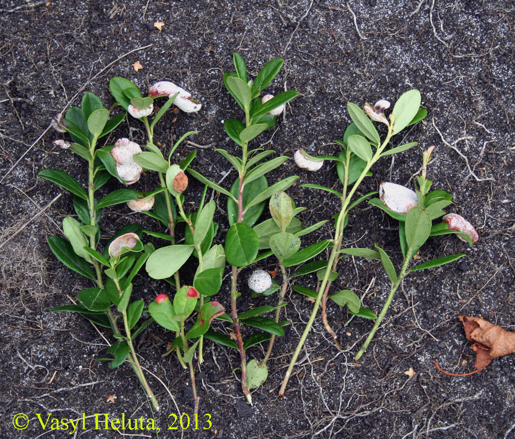 Image of Vaccinium vitis-idaea specimen.