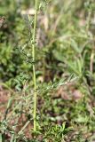 Poterium polygamum