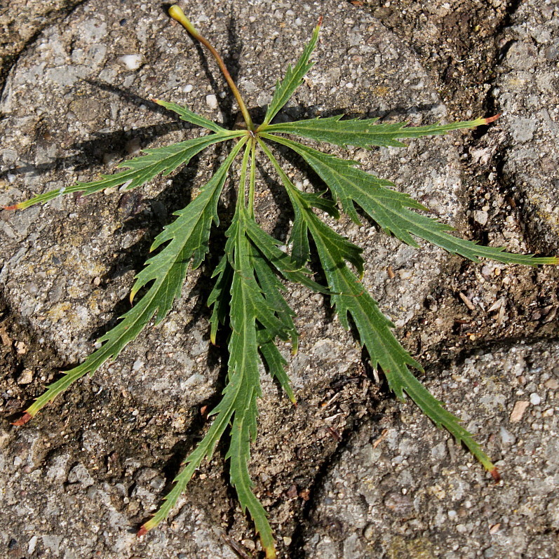 Image of Acer palmatum specimen.