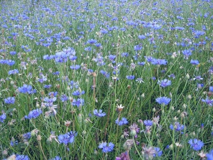 Изображение особи Centaurea cyanus.