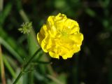 genus Ranunculus