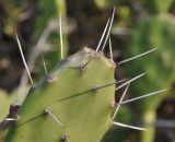 Opuntia dillenii