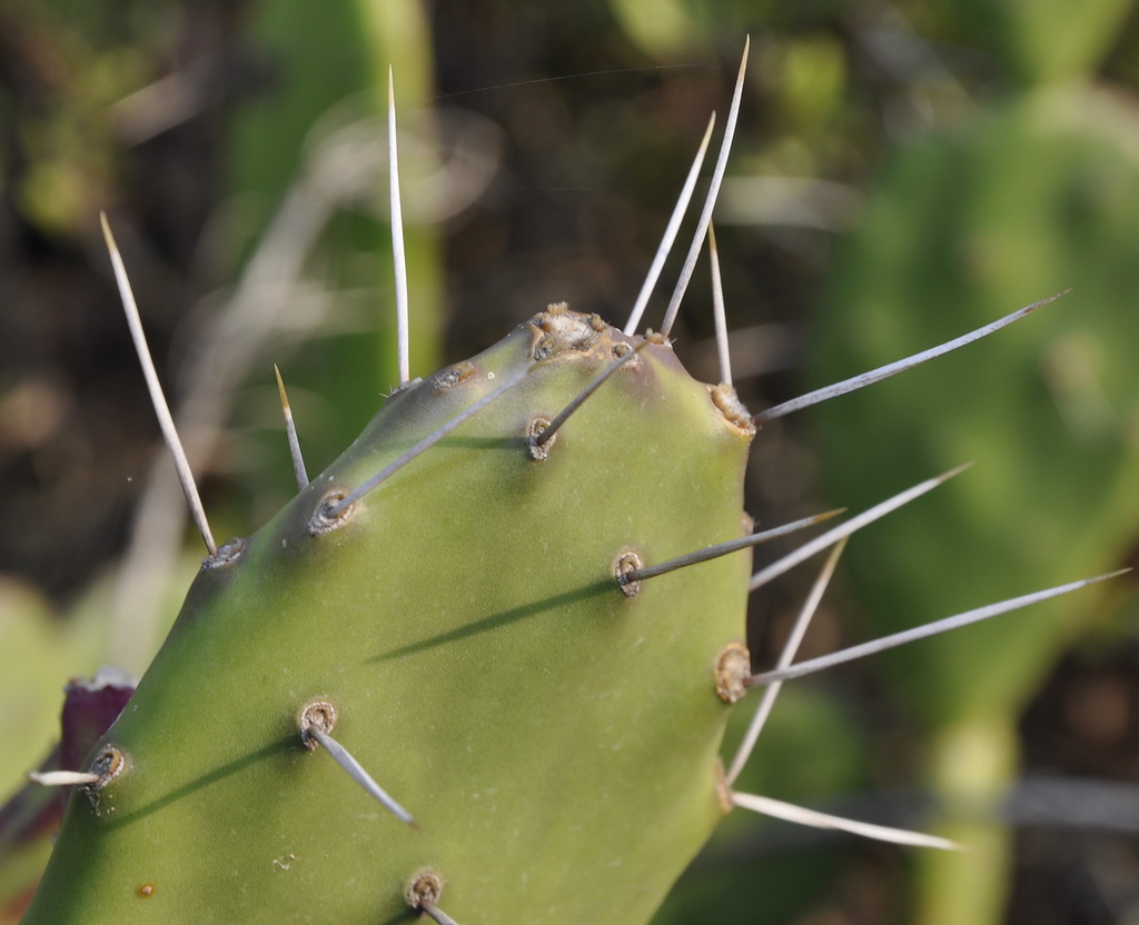 Image of Opuntia dillenii specimen.