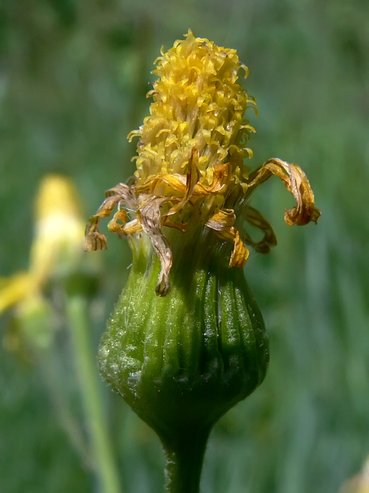 Изображение особи Tephroseris integrifolia.