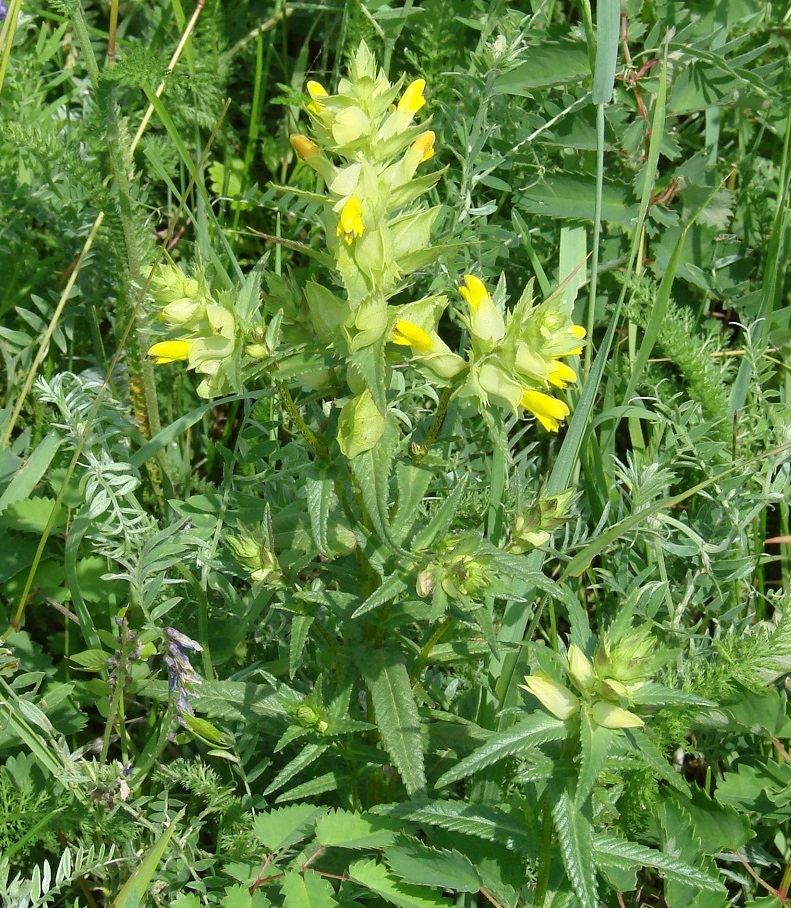 Изображение особи Rhinanthus vernalis.