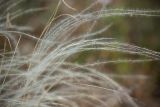 genus Stipa