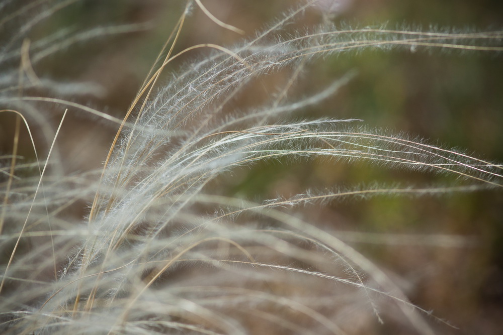 Изображение особи род Stipa.