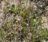 Ophrys lutea