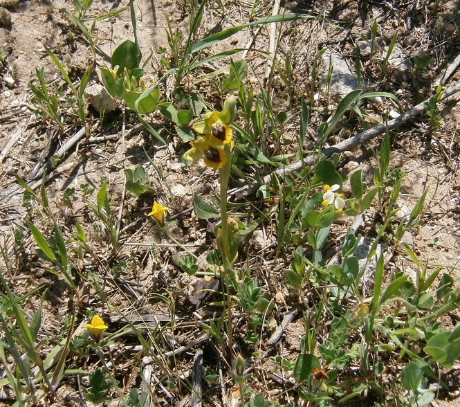 Image of Ophrys lutea specimen.