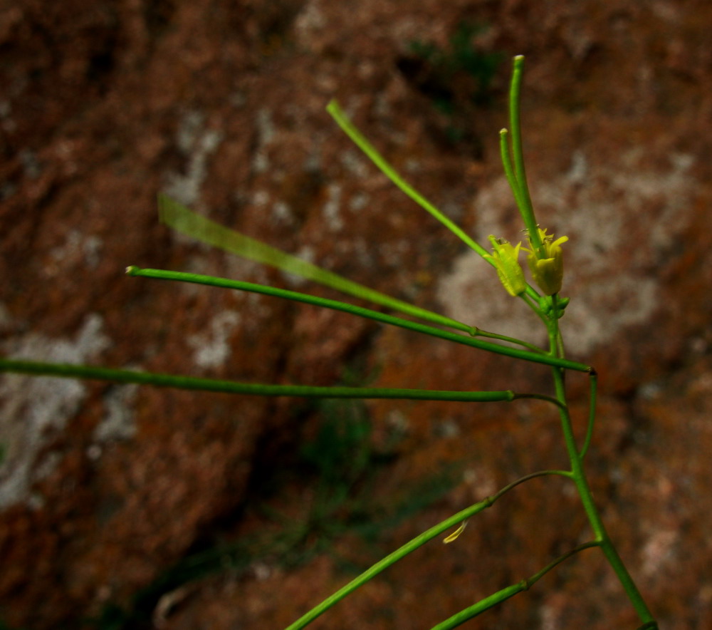 Изображение особи Sisymbrium heteromallum.