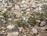 Leysera leyseroides