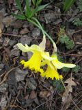 Narcissus pseudonarcissus