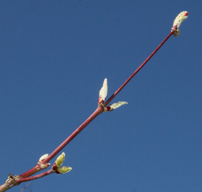 Image of Acer japonicum specimen.