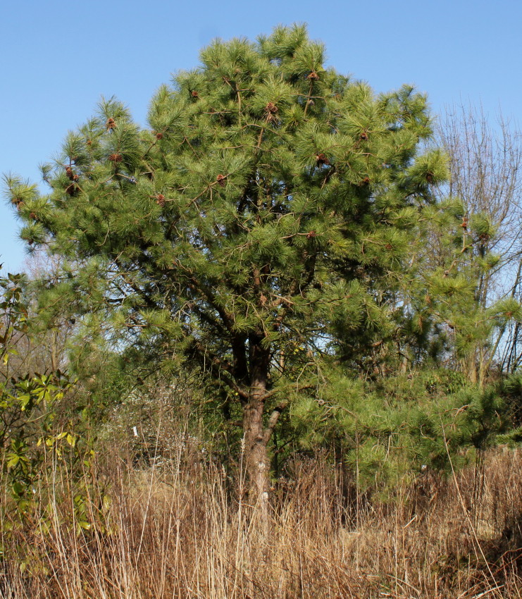 Изображение особи Pinus rigida.