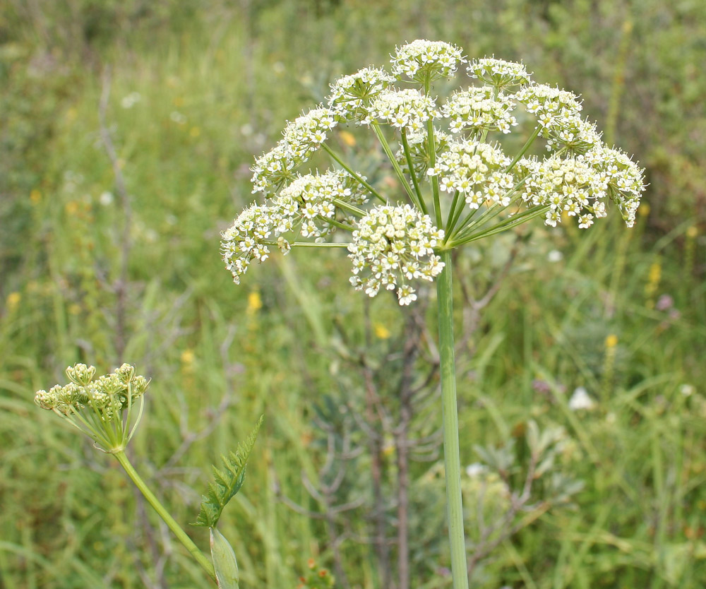 Image of Conioselinum tataricum specimen.