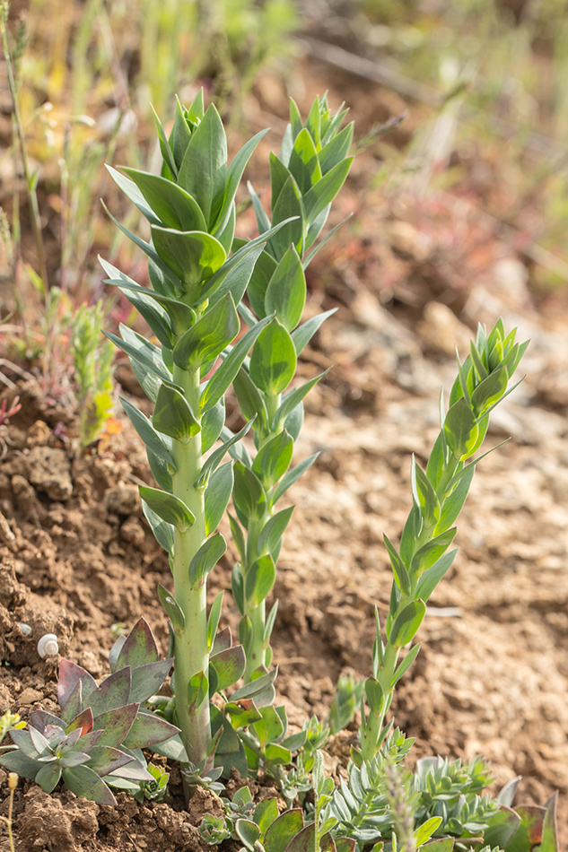 Image of Linaria genistifolia specimen.