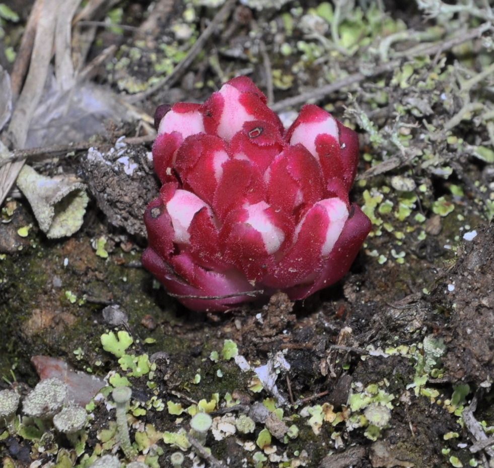 Изображение особи Cytinus ruber.