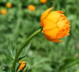 Trollius altaicus