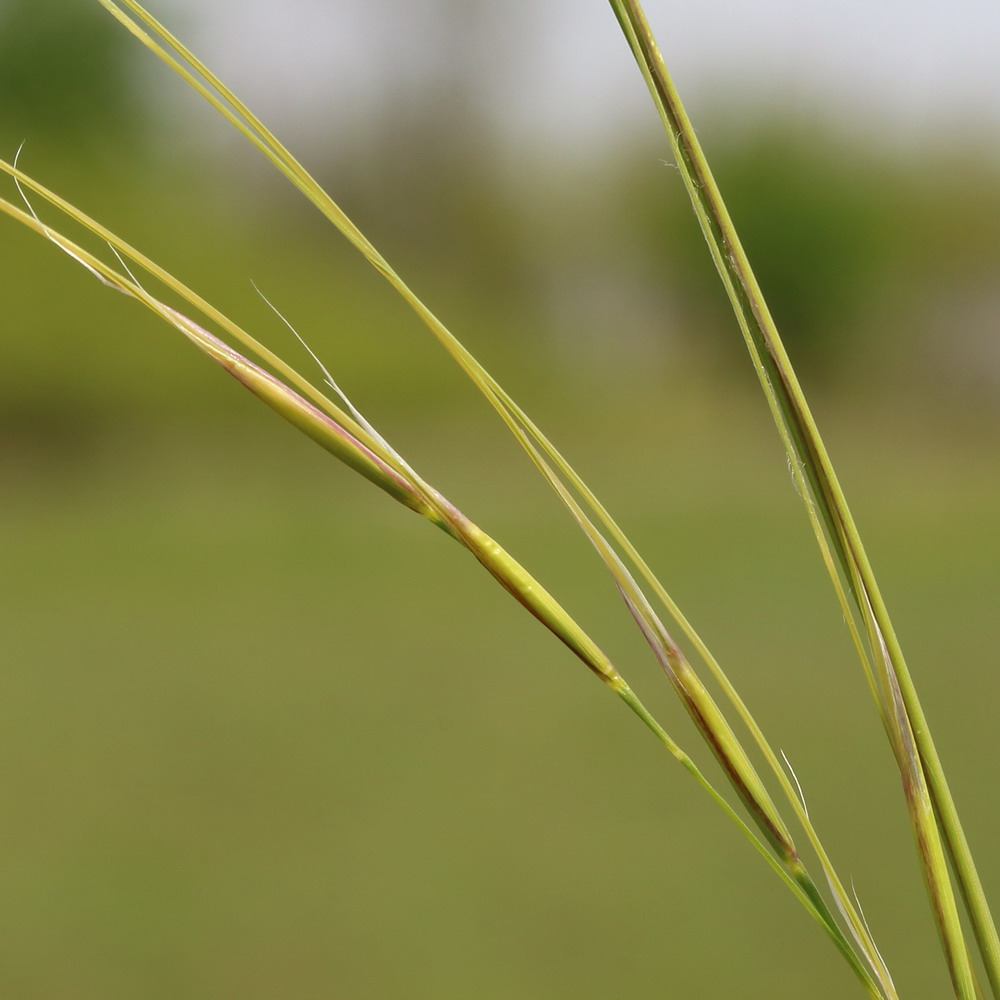 Image of Stipa lessingiana specimen.