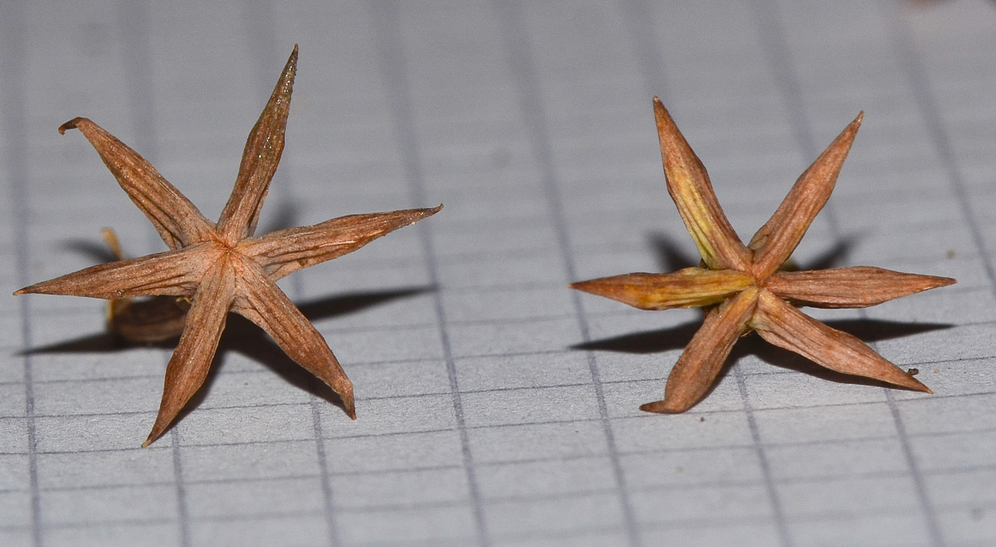Image of Damasonium alisma specimen.