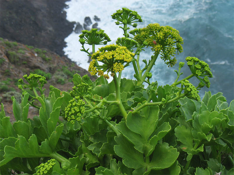 Image of Astydamia latifolia specimen.