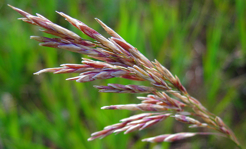 Изображение особи Bromopsis inermis.