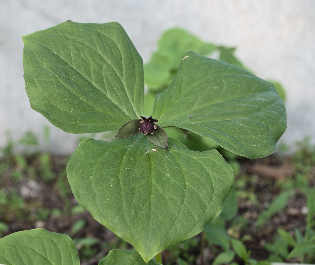 Image of Trillium smallii specimen.