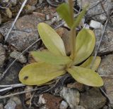 род Centaurium