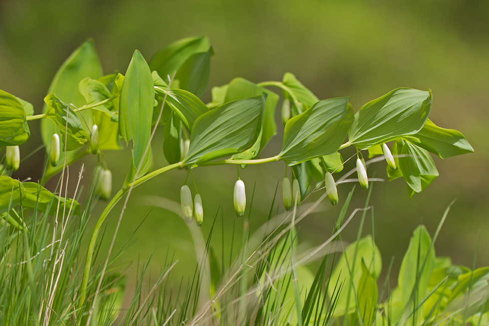 Изображение особи Polygonatum glaberrimum.