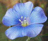 Linum austriacum