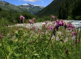 Hedysarum caucasicum. Цветущее растение. Карачаево-Черкесия, Архыз, долина р. Псыш, каменистый берег реки, 1820 м н.у.м. 13.06.2014.