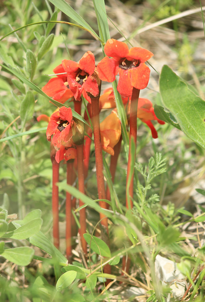 Image of Phelypaea coccinea specimen.