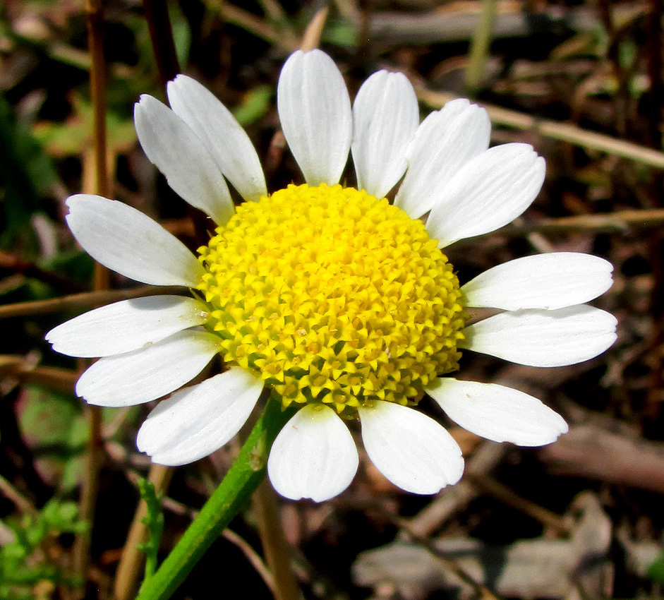 Изображение особи Anthemis dumetorum.