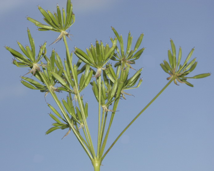 Изображение особи Chaerophyllum aureum.