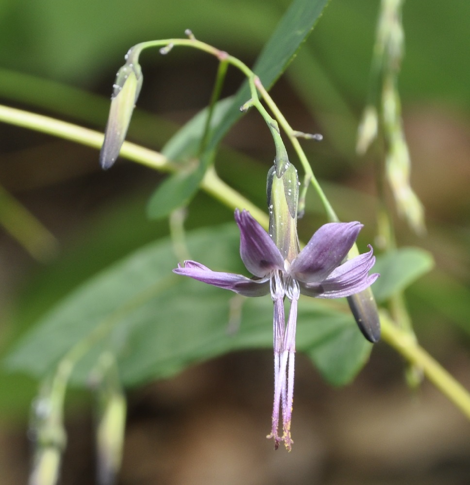 Изображение особи Prenanthes purpurea.