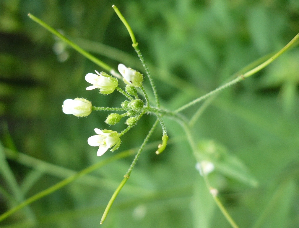 Image of Arabis pendula specimen.