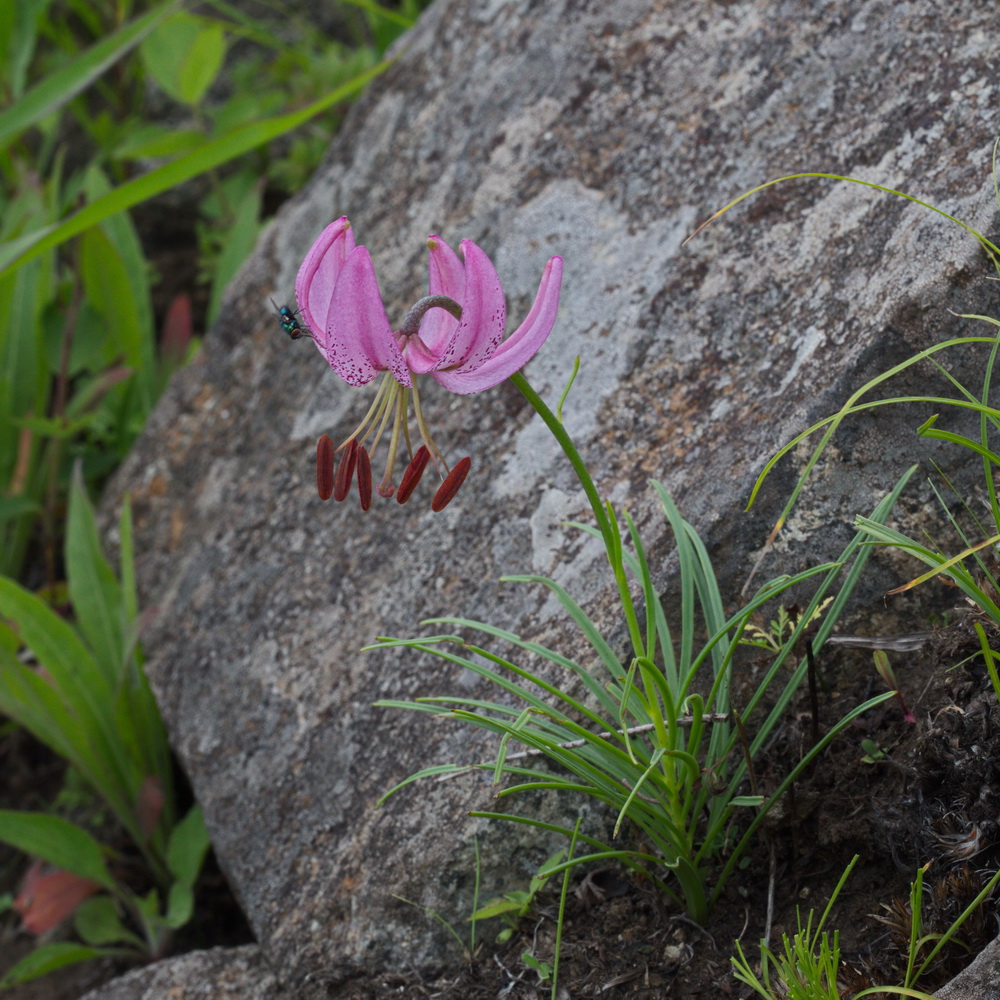 Изображение особи Lilium cernuum.