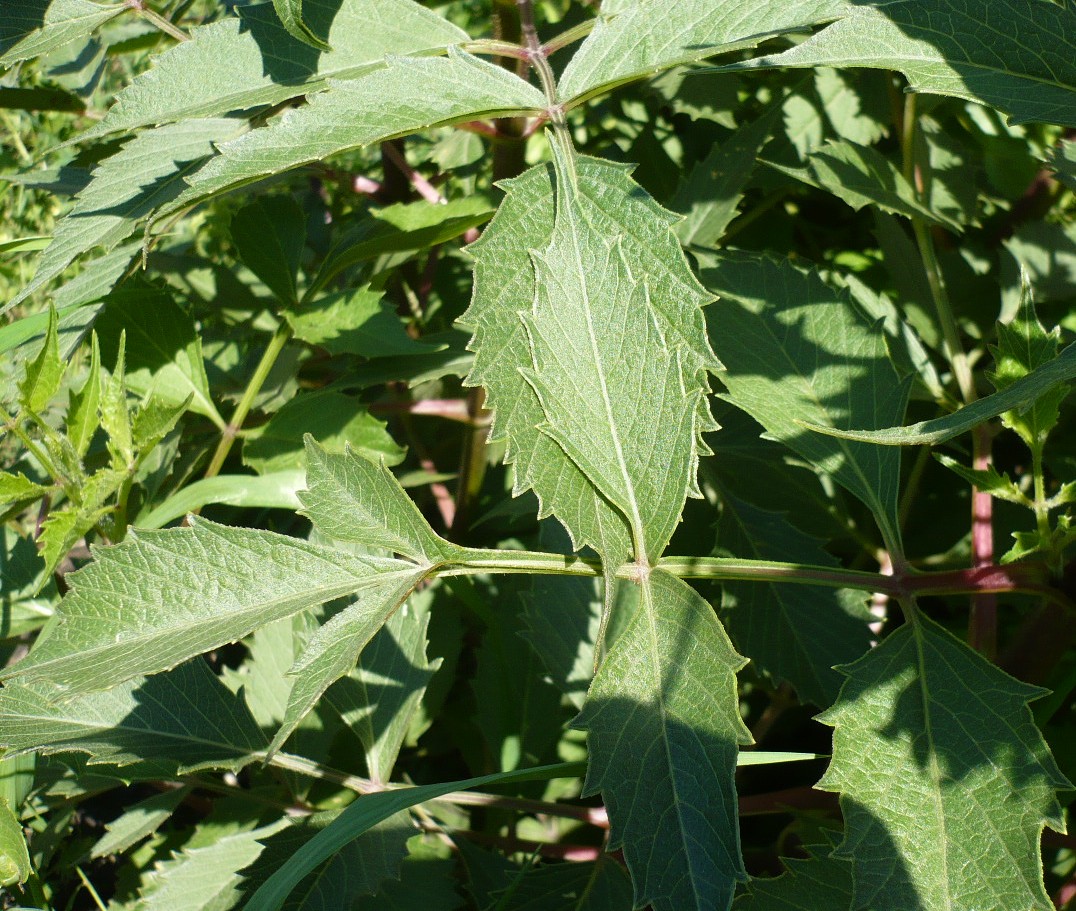 Image of Dahlia &times; cultorum specimen.