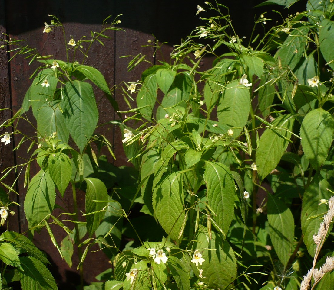 Image of Impatiens parviflora specimen.