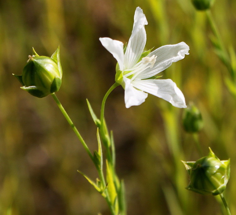 Изображение особи Linum usitatissimum.