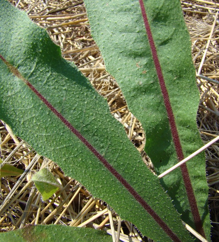 Image of Picris hieracioides specimen.