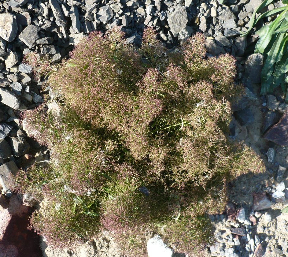 Image of Teloxys aristata specimen.