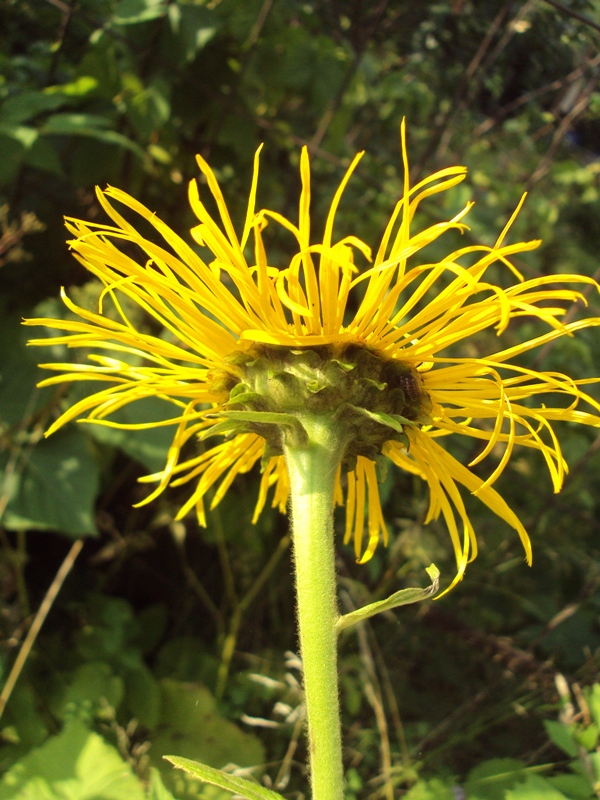 Image of Telekia speciosa specimen.