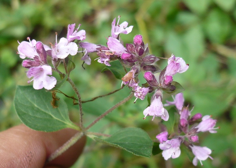 Image of Origanum vulgare specimen.