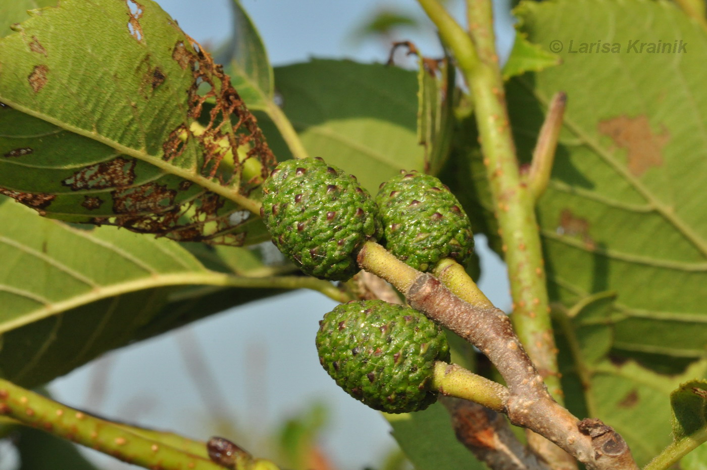 Image of Alnus japonica specimen.