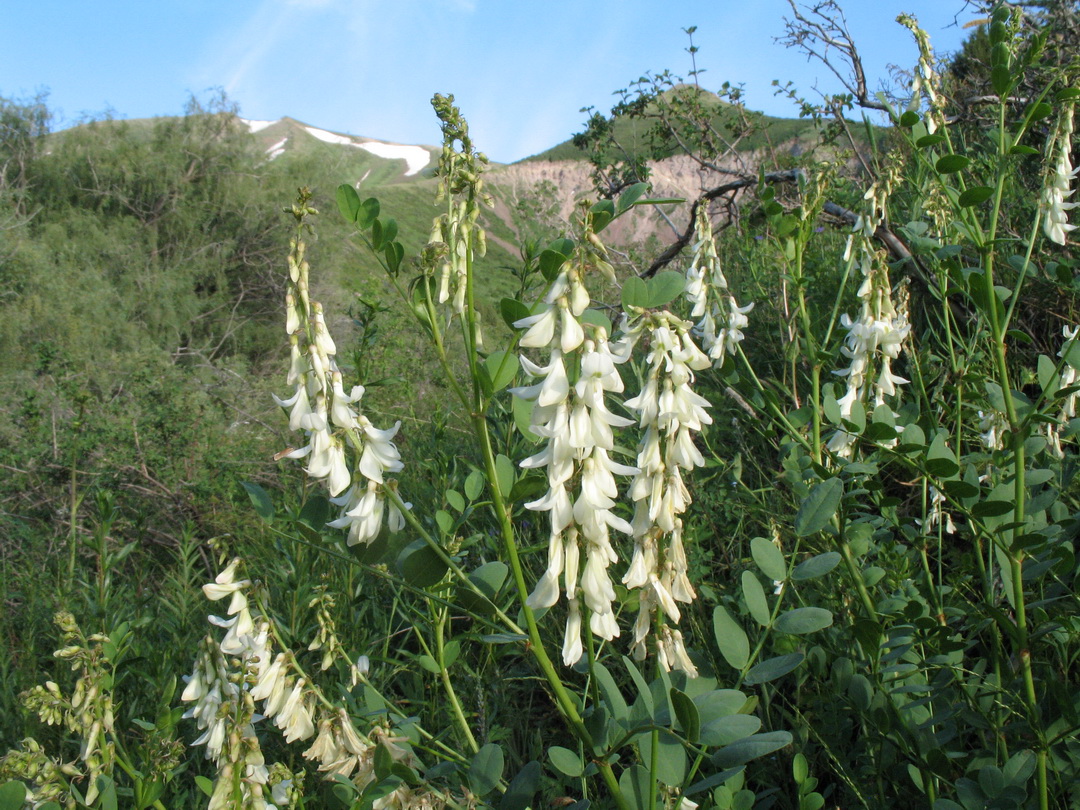 Изображение особи Hedysarum flavescens.