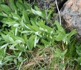 Polygonatum odoratum